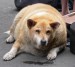 tlustý pes